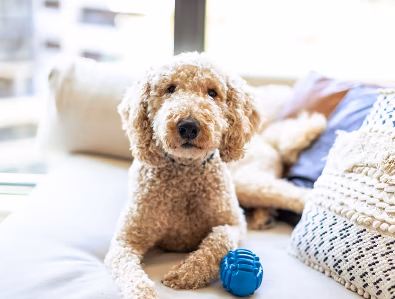 Pets Welcome